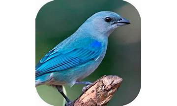 Pajaros cantores for Android - Download the APK from Habererciyes